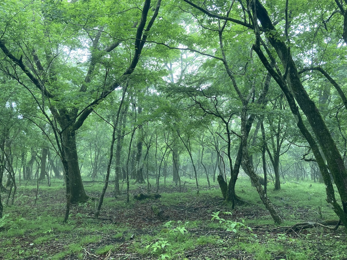 forest168-2.jpg