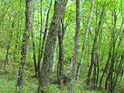 forest25-1.jpeg