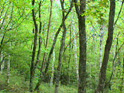 forest25-2.jpeg