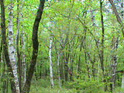 forest25-3.jpeg