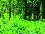 forest33-11.jpeg