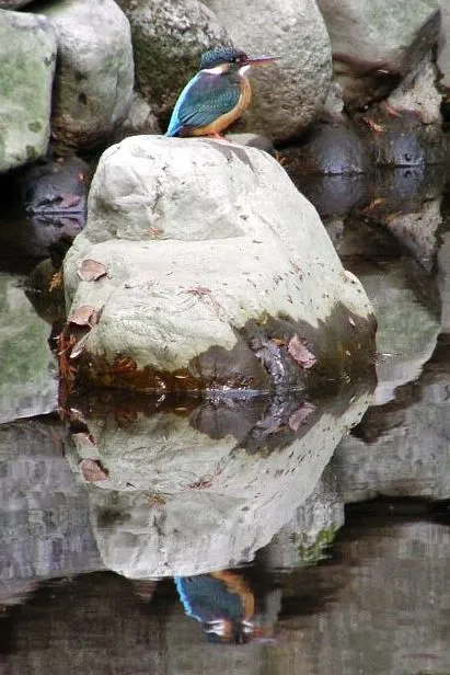 自然豊かな東京経済大学の国分寺キャンパス